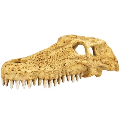 44626.jpg Repti-Zoo Crocodile Skull M - czaszka krokodyla