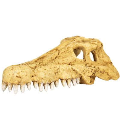 44634.jpg Repti-Zoo Crocodile Skull S - czaszka krokodyla