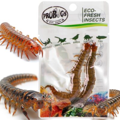 49108.jpg ProBugs Eco-Fresh Scolopendra Centipede 2pcs - świeże skolopendry