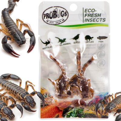 49128.jpg ProBugs Eco-Fresh Scorpion 3pcs - świeże skorpiony